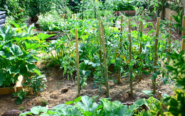 paysage de culture de légumes au potager bio