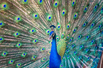 Obraz premium Portrait of beautiful peacock with it feathers out