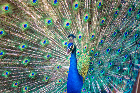 Fototapeta Portrait of beautiful peacock with it feathers out