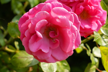 close-up of pink rose bud blooming outdoors