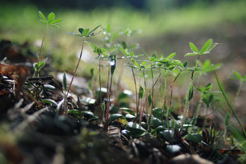 grass dew rain macro fresh green eco