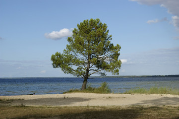 Fototapeta na wymiar Pin lac de Maguide