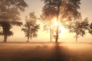 foggy sunrise on pasture with sheep © Olha Rohulya