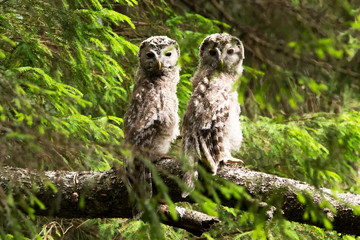 Птенцы длиннохвостой неясыти