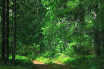 Summer dense forest landscape