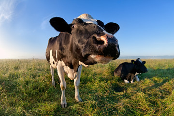 funny cow muzzle via wide angle