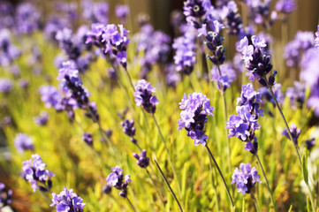 lavender in bloom, in a flower pot