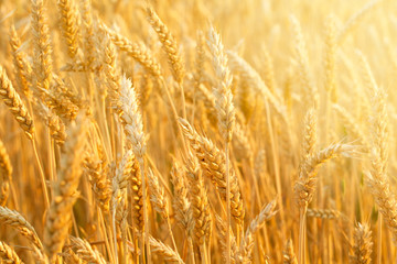 Wheat field