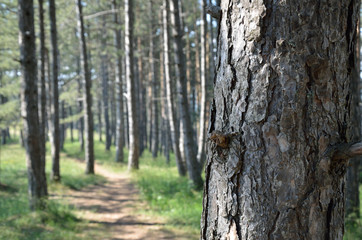 Pine trunk in pine forest