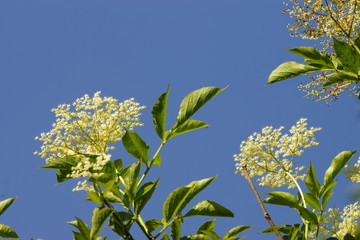 Beautiful white elderberry blossoms under blue sky