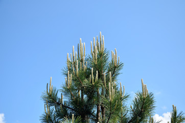 Pine branches in spring