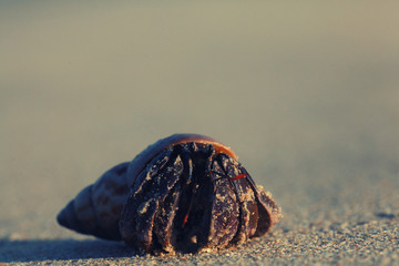 crab on sand beach coast