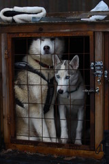 Two Siberian husky in a cage. Dog's transportation.
