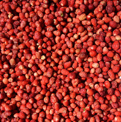 Wild red strawberries
