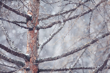 background macro tree winter