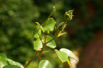 thorns and leaves without flowers rose bush