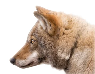 Crédence de cuisine en verre imprimé Loup Portrait d& 39 un loup gris européen isolé