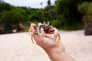Crab in hands
