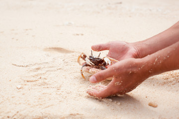 Crab in hands