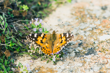 Cynthia butterfly, known as Painted lady