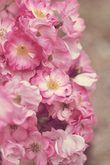 Fototapeta na wymiar Bush with beautiful pink roses, a vertical photo
