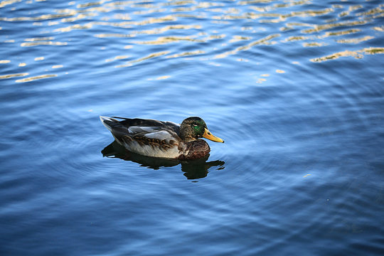 duck water bird macro