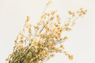 Dried flowers vintage