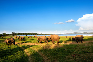 Naklejka na ściany i meble Elephants in the lake, Sri Lanka