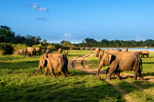 Fototapeta Elephants in the lake, Sri Lanka