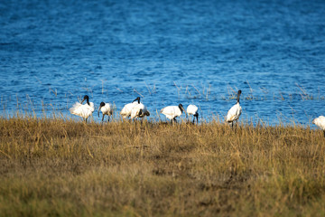 Fototapeta na wymiar birds in the lake