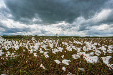  wind swept bog cotton field in Ireland