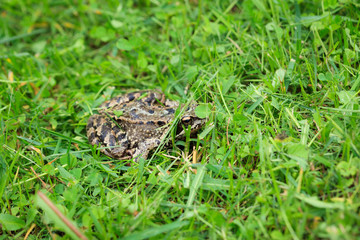 Frog on grass