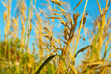Золотая рожь наливается ярким светом летнего заходящего солнца под открытым безоблачным голубым небом.