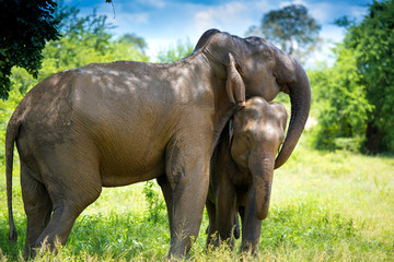 Fototapeta na wymiar wild elephants in Sri Lanka