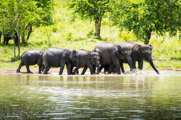 wild elephants in Sri Lanka