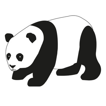 Pandabär, Panda