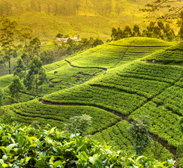 Fototapety  Piękna plantacja herbaty o poranku