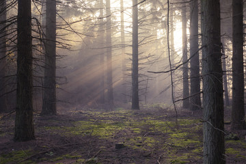 Light rays going through the foggy forest in the early morning © luukdek