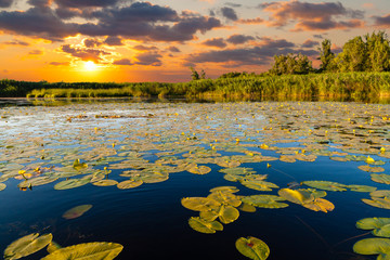  Sunset on the lake with water lilies