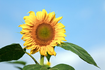 Sunflower in the field with blue sky