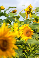 Sunflowers