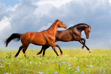 Couple horses run gallop on gree grass with flowers at summer day