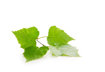 Fresh Green Leaves isolated.