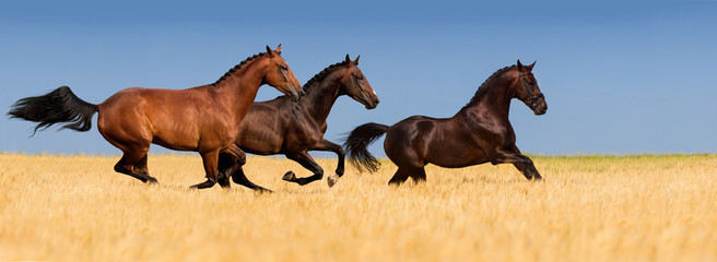 Group of horse with braided mane run gallop in wheat field