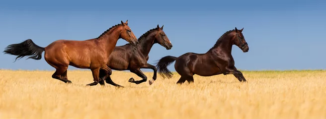 Foto op Plexiglas Group of horse with braided mane run gallop in wheat field © callipso88