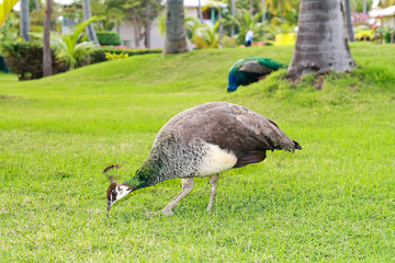 Peacock in garden