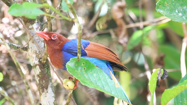 Sri Lanka or Ceylon Blue Magpie (Urocissa ornata) in Sri Lanka