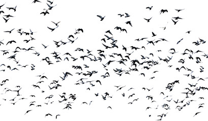 many pigeons flying in the air isolated