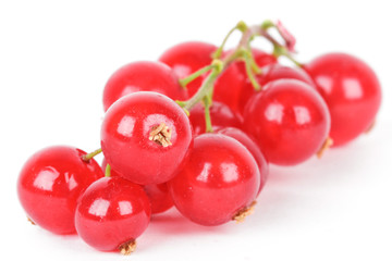 Red currant closeup on white