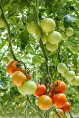 tomatoes in the greenhouse
